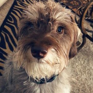 Meet your Posher, Karla